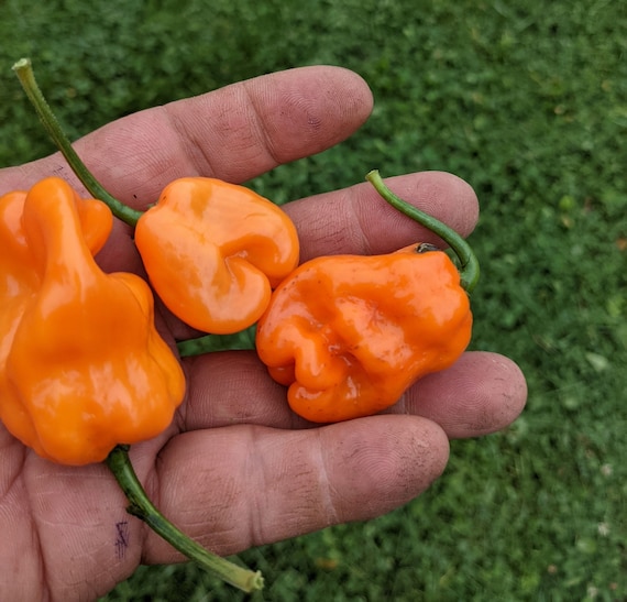 Habaneros